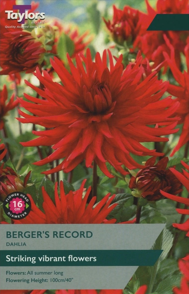 DAHLIA BERGER'S RECORD BULB PACK