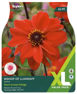 DAHLIA BISHOP OF LLANDAFF (XL VALUE PACK)