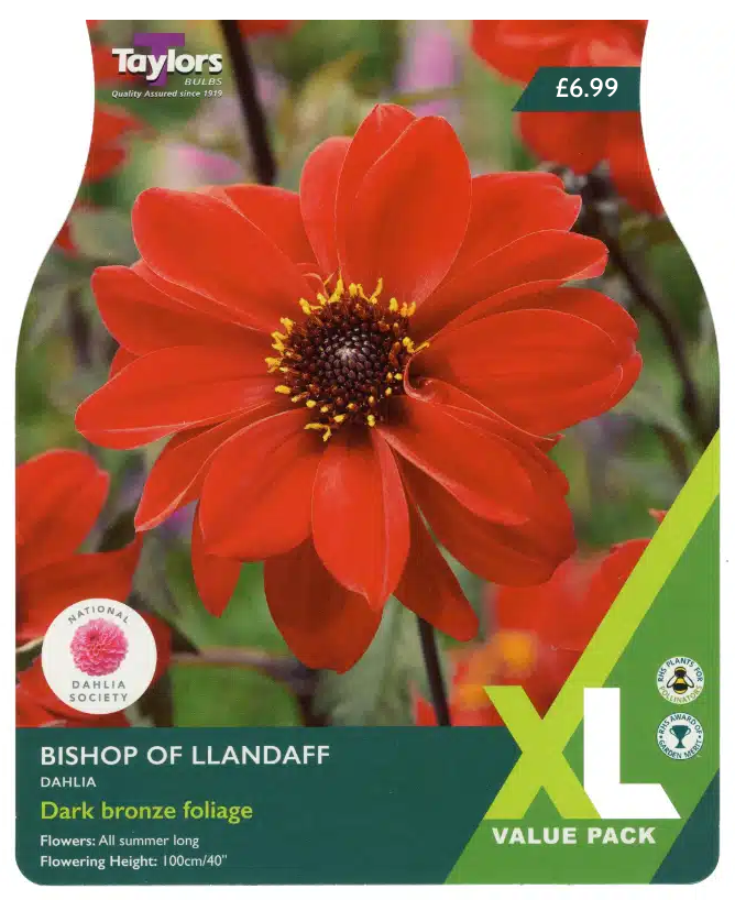 DAHLIA BISHOP OF LLANDAFF (XL VALUE PACK)