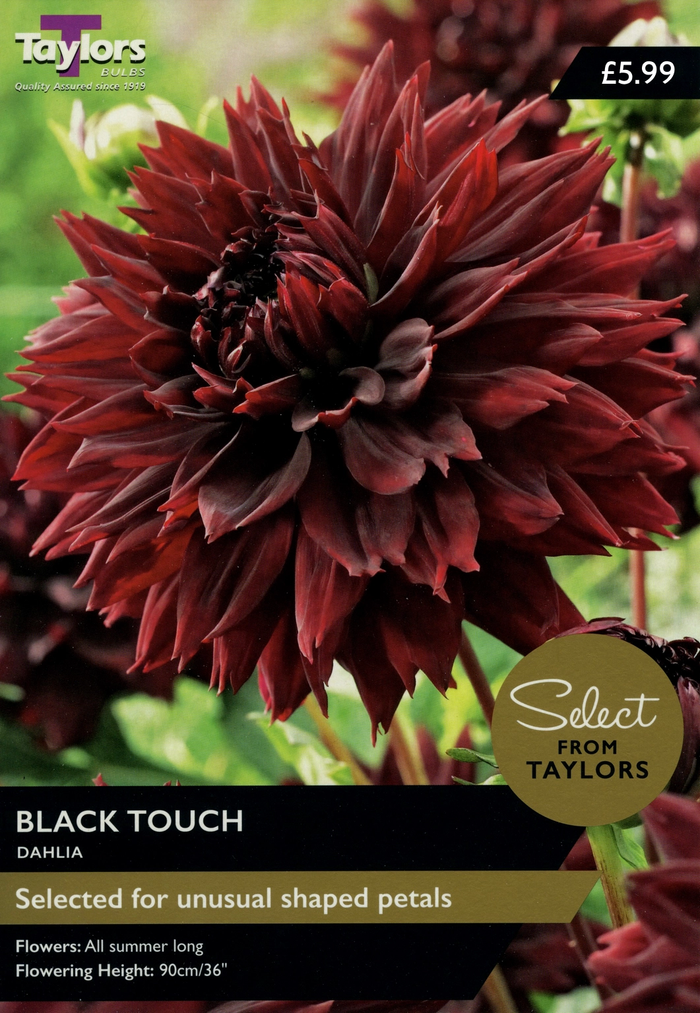 Dahlia Black Touch