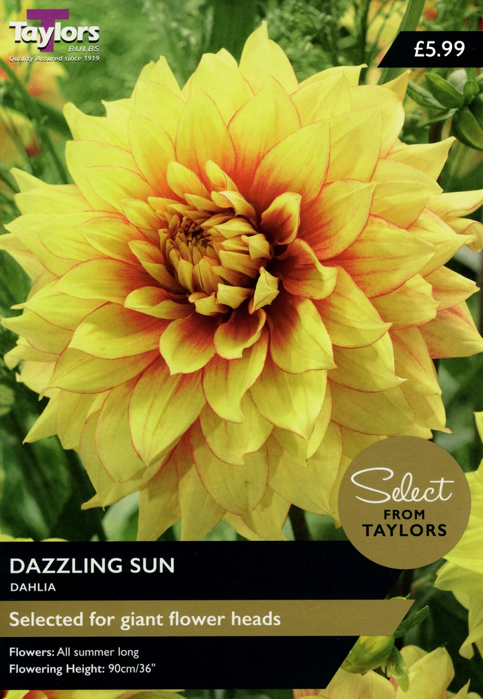 Dahlia Dazzling Sun