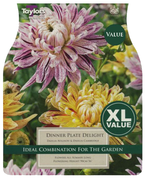 Dahlia Dinner Plate Delight (Xl Value Pack)