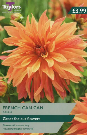 DAHLIA FRENCH CAN CAN