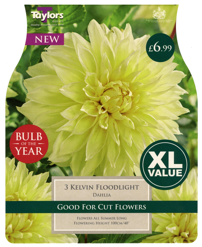 DAHLIA KELVIN FLOODLIGHT (XL VALUE PACK)