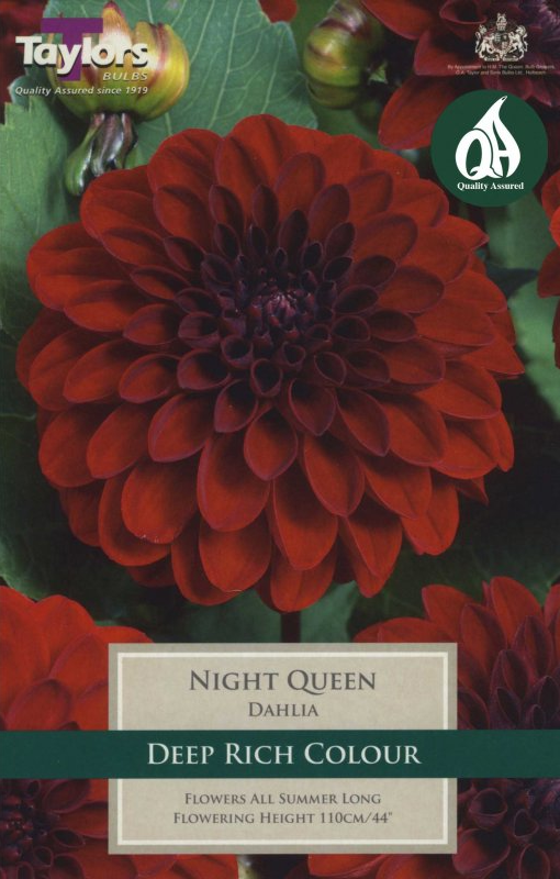 Dahlia Night Queen