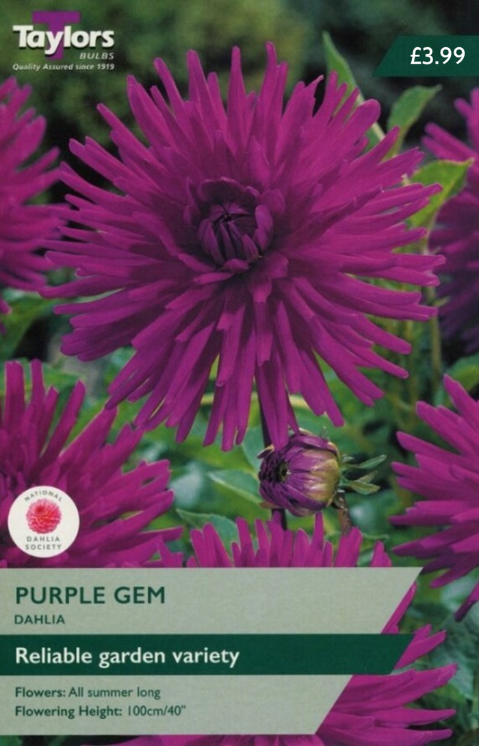 Dahlia Purple Gem