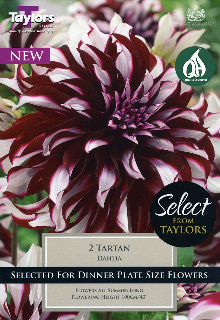 Dahlia Tartan