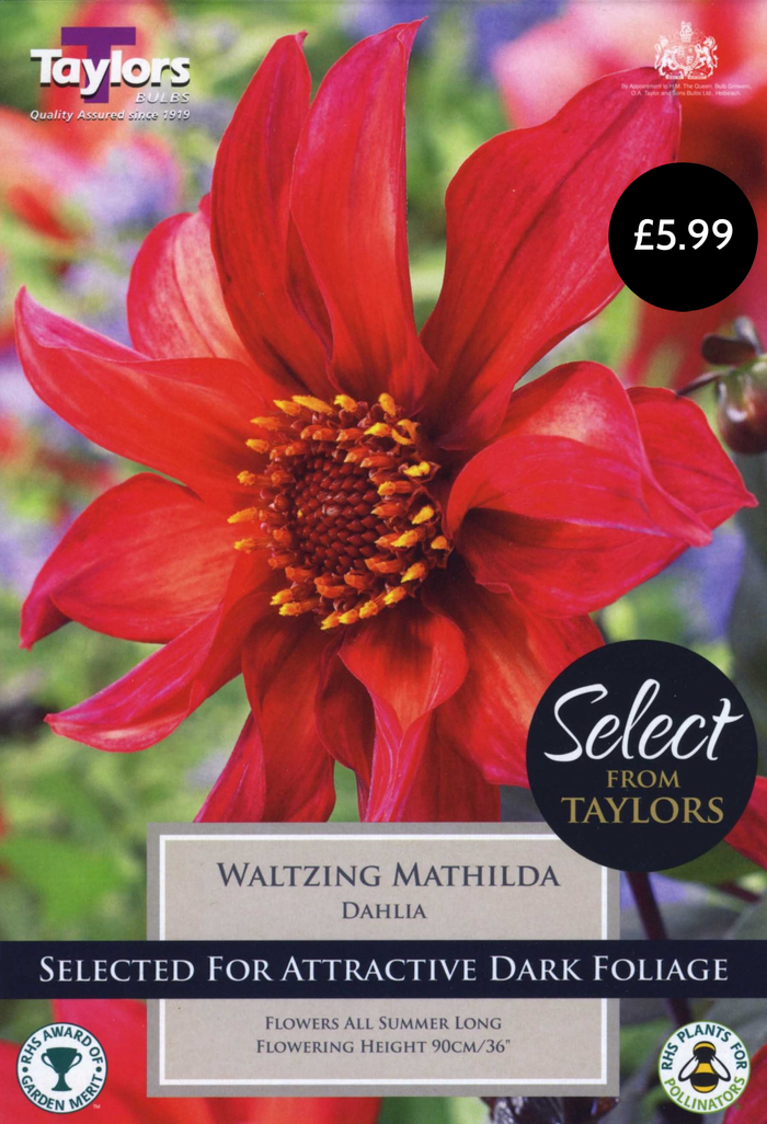 DAHLIA WALTZING MATHILDA