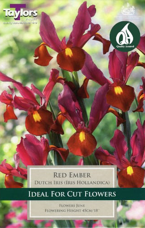 DUTCH IRIS RED EMBER (HOLLANDICA)
