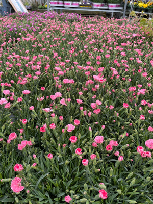 Dianthus Peach Party 1.5L