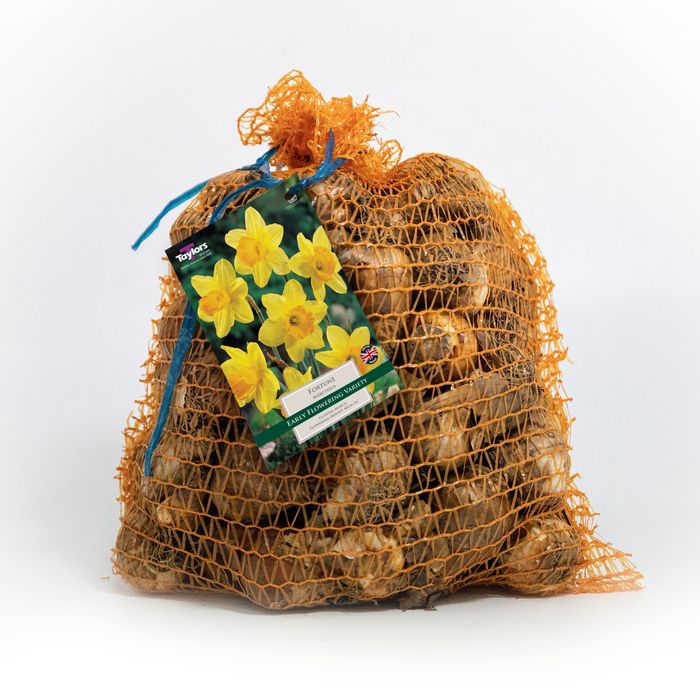 Narcissus Fortune 7Kg
