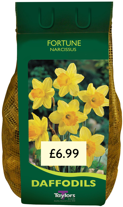 NARCISSI FORTUNE CARRY PACK