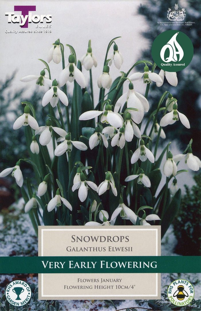 SNOWDROPS GALANTHUS ELWESII
