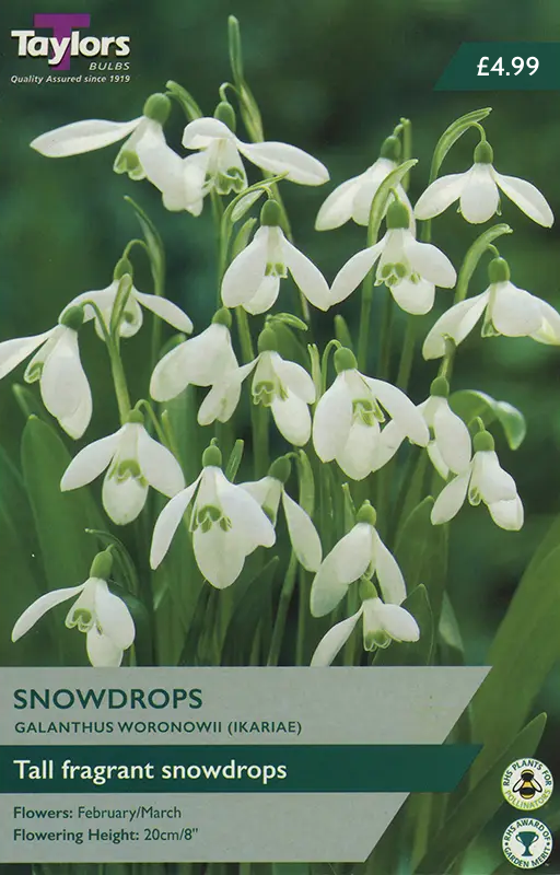 SNOWDROPS GALANTHUS WORONOWII (IKARIAE)