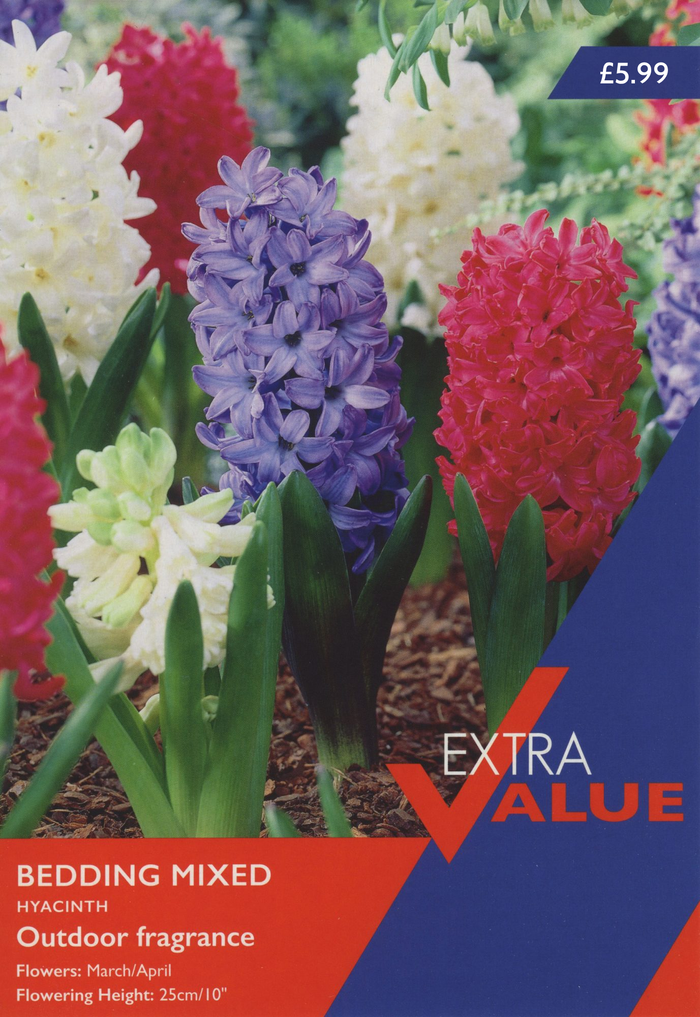 HYACINTH BEDDING MIXED (EXTRA VALUE PACK)