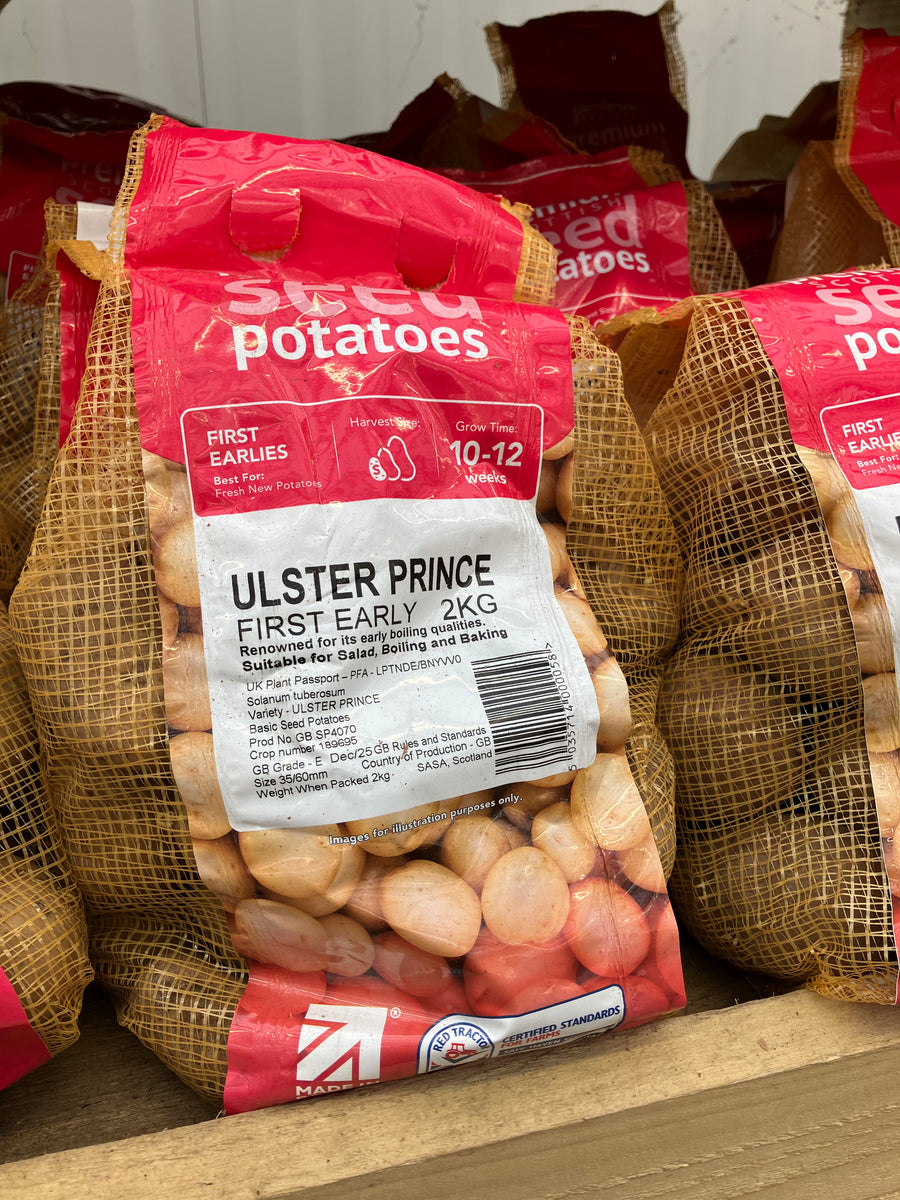 ULSTER PRINCE (1st) 2kg seed potatoes – Whitakers Garden Centre