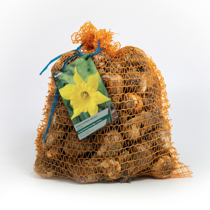 Narcissus King Alfred Select 7Kg