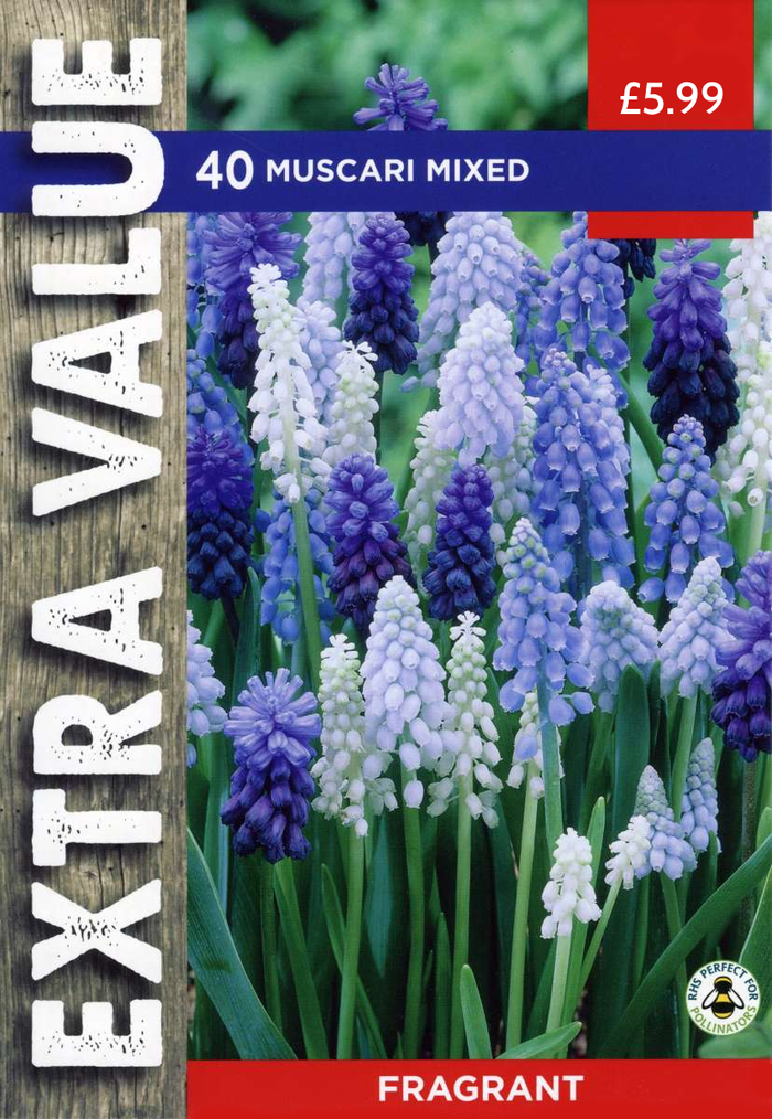 MUSCARI MIXED FRAGRANT VARIETIES (EXTRA VALUE PACK)