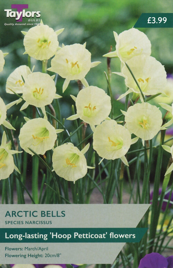 SPECIES NARCISSUS ARCTIC BELLS