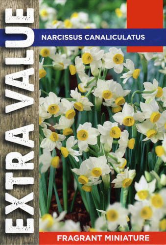 NARCISSUS CANALICULATUS