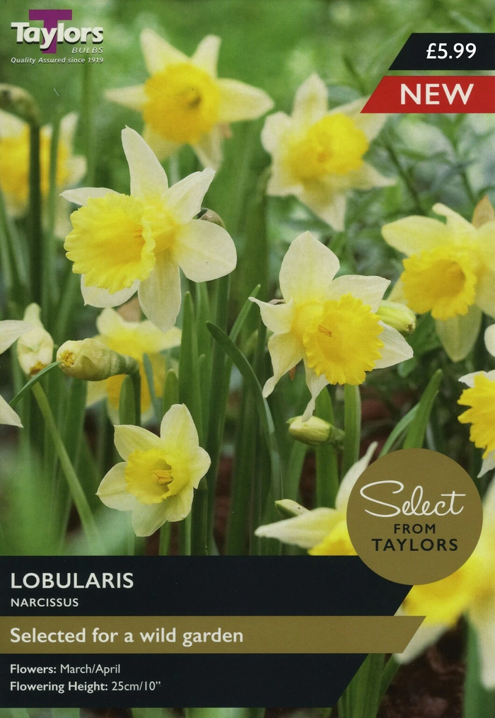NARCISSUS LOBULARIS
