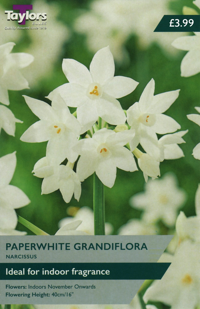 NARCISSUS PAPERWHITE GRANDIFLORA