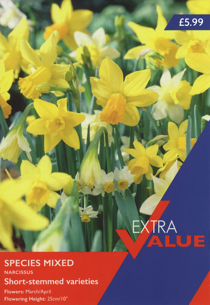 NARCISSUS SPECIES MIXED (EXTRA VALUE PACK)