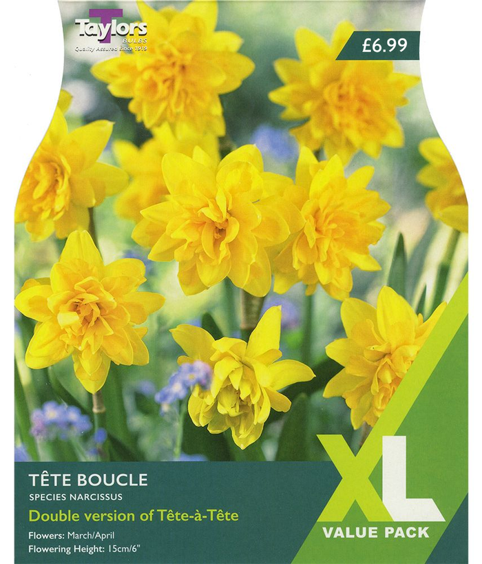 SPECIES NARCISSUS TÊTE BOUCLE (XL PACK)
