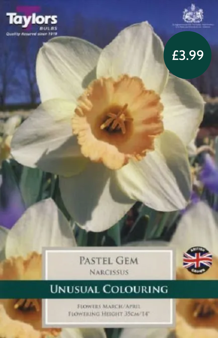NARCISSUS PASTEL GEM