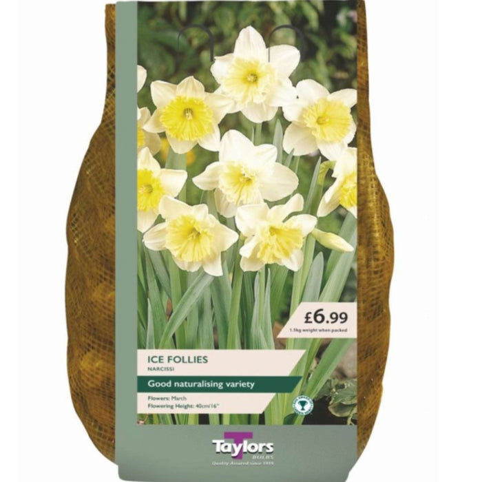 NARCISSUS ICE FOLLIES CARRY PACK