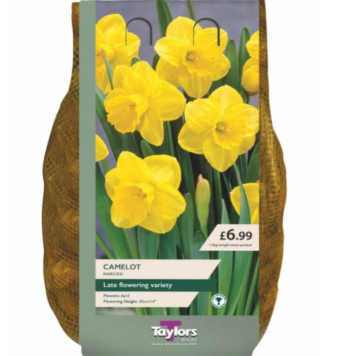 NARCISSUS CAMELOT CARRY PACK