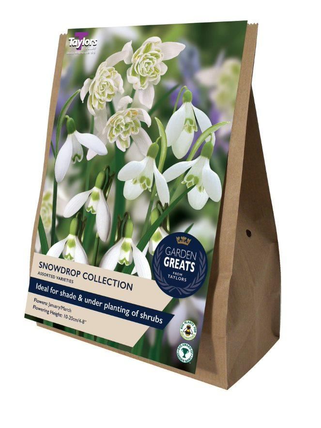 SNOWDROP COLLECTION