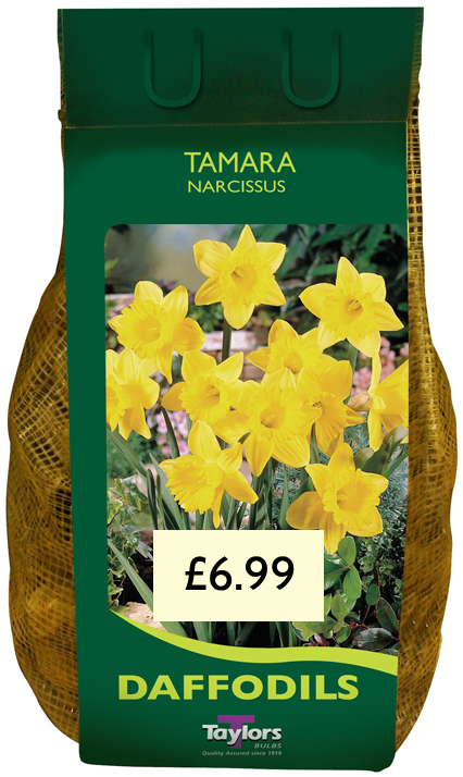 NARCISSUS TAMARA CARRY PACK