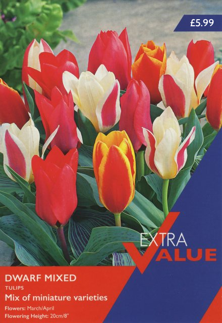 TULIP DWARF MIXED (EXTRA VALUE PACK)
