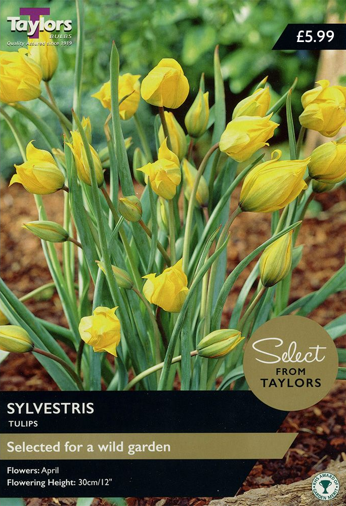 TULIP SYLVESTRIS