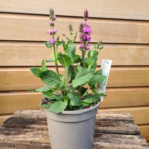 Salvia Rose Marvel