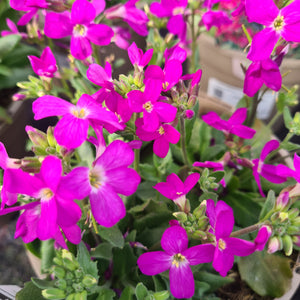 Arabis Rose Delight