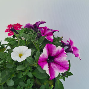 CARNIVAL ASSORTED PLANTS