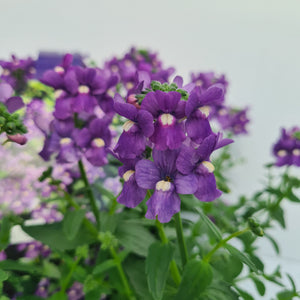 Nemesia Blue Pack