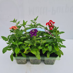 Verbena Mixed Pack