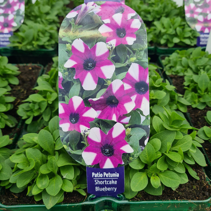 Petunia Trailing Shortcake Blueberry