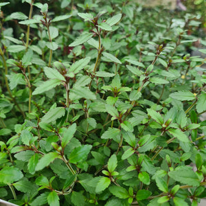 Parahebe Pink Delight