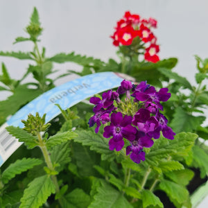 Verbena Mixed Pack