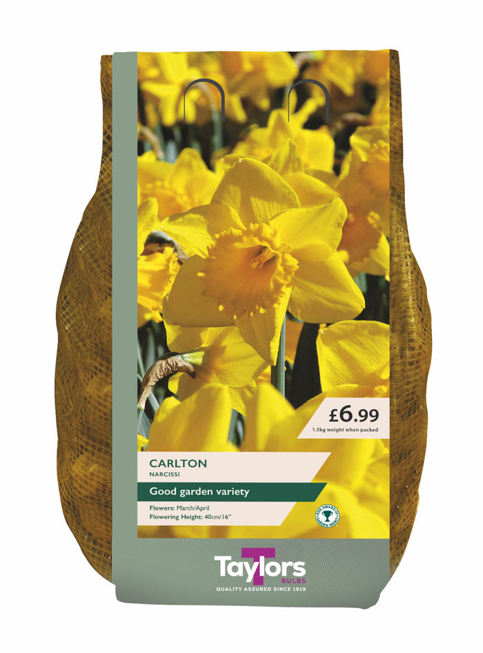 NARCISSUS CARLTON CARRY PACK