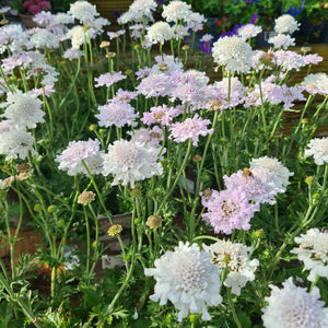 Scabiosa Flutter White Pure