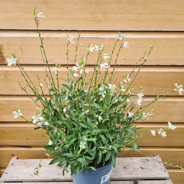 Gaura lind. white