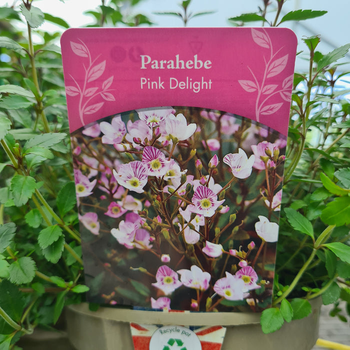 Parahebe Pink Delight