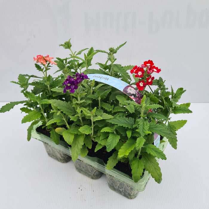 Verbena Mixed Pack