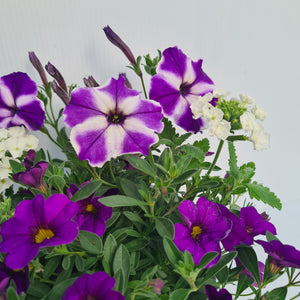 CARNIVAL ASSORTED PLANTS