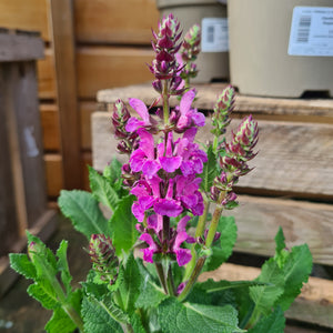 Salvia Rose Marvel